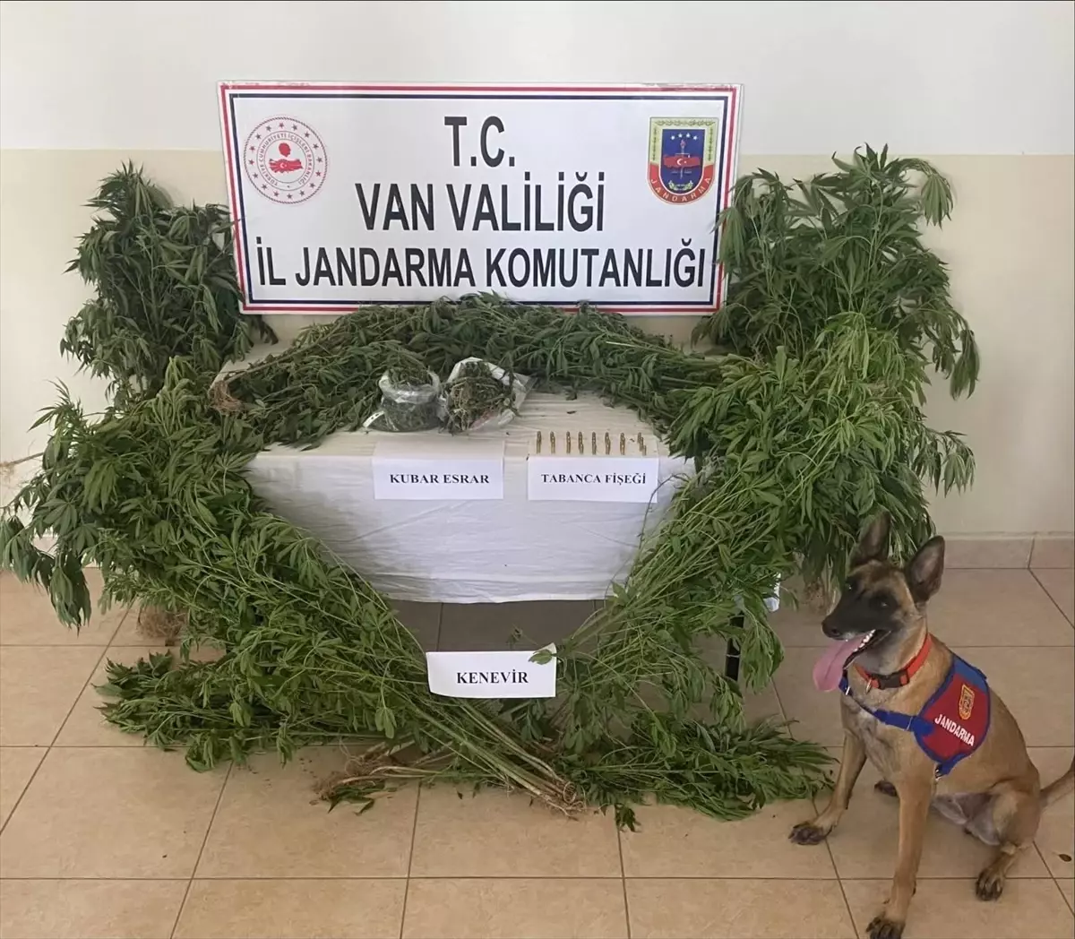 Van’da 127 Kök Kenevir Ele Geçirildi