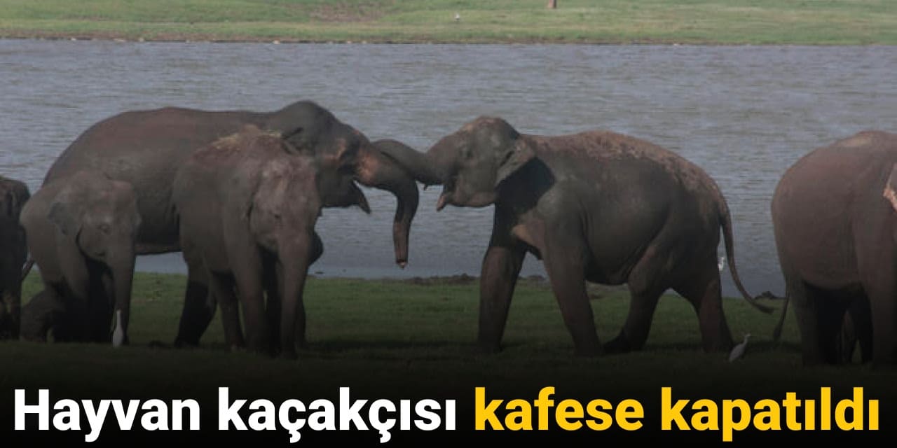 hayvan kacakcisi kafese kapatildi GQaePyVi