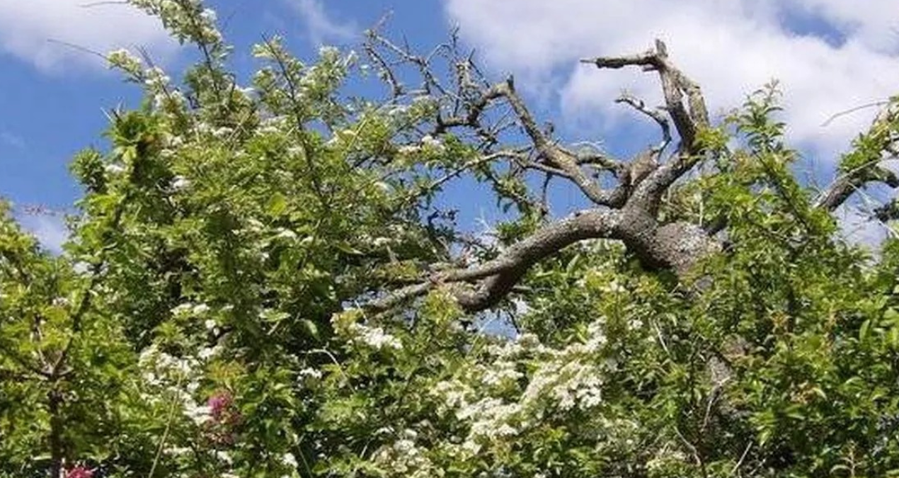 ingilizler kasim ayinda bu agac asla dokunmazlar iste nedeni whrFM7xx