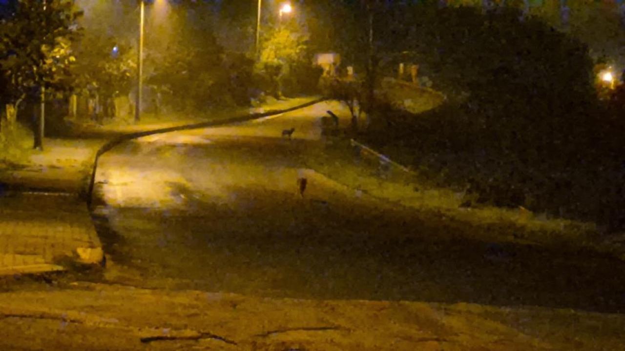 cakallar sehir merkezini mesken tuttu WiGaPXca.jpg