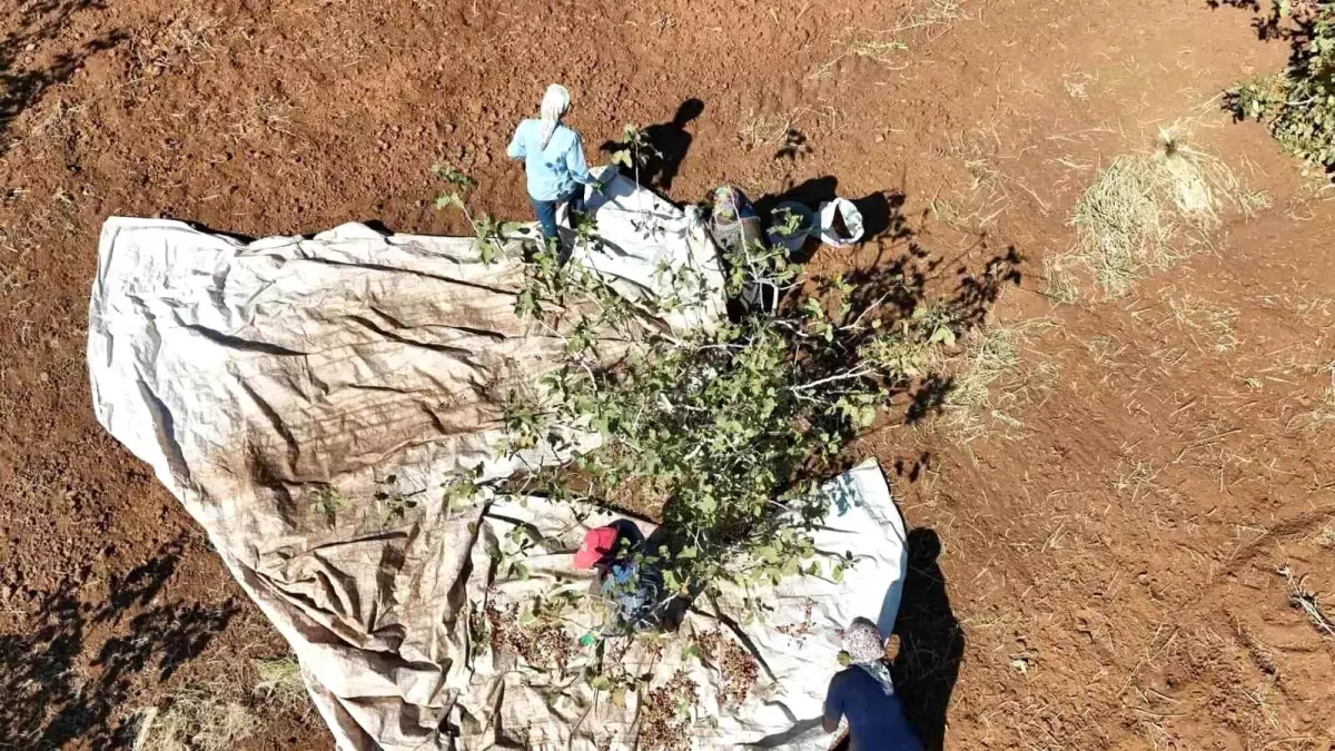 idilde fistik hasadi umut asiladi IKA3dRu1.jpg