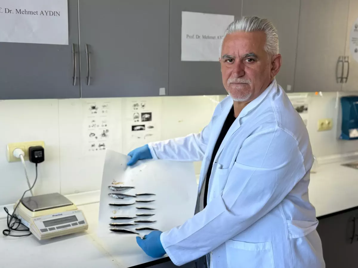 karadenizdeki hamsi populasyonu tehlikede PJ2YY7px.jpg