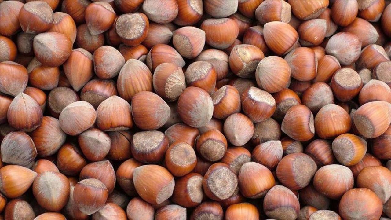 trabzonun 10 aylik findik ihracati 500 milyon dolari asti 5fIxhlrU.jpg