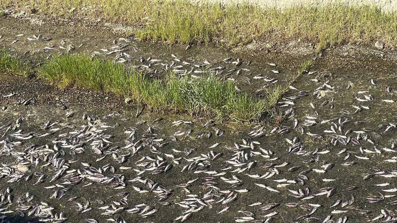 Tekirdağ’da Ulaş Göleti’nde Balık Ölümleri Tespit Edildi, İnceleme Başlatıldı