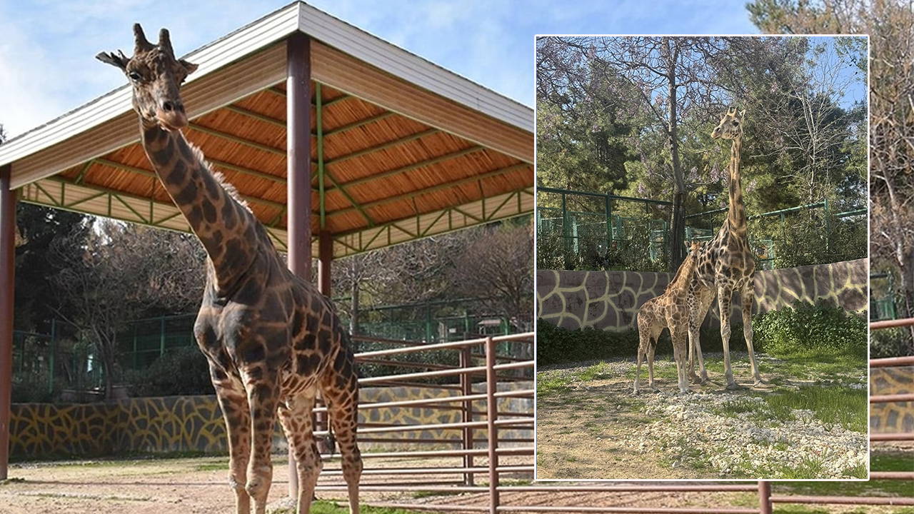 Gaziantep’te Türkiye’nin İlk Zürafa Yavrusu Dünyaya Gözlerini Açtı: İsim Yarışması Başladı!