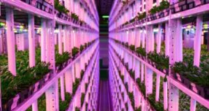 yerin-1-kilometre-altinda-hasat-dunyanin-en-derin-ciftligi-kuruldu-ubNsGg4X