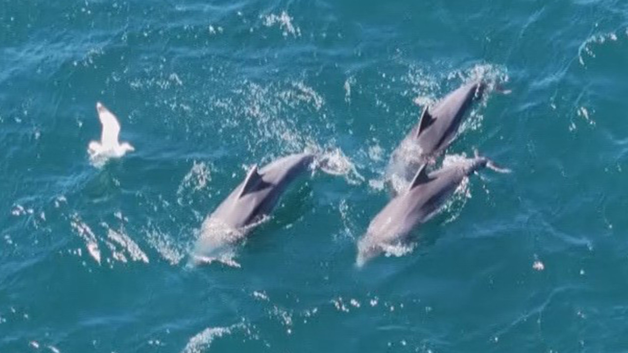 İstanbul Boğazı’ndaki Yunusların Büyüleyici Gösterisi Dronla Kaydedildi
